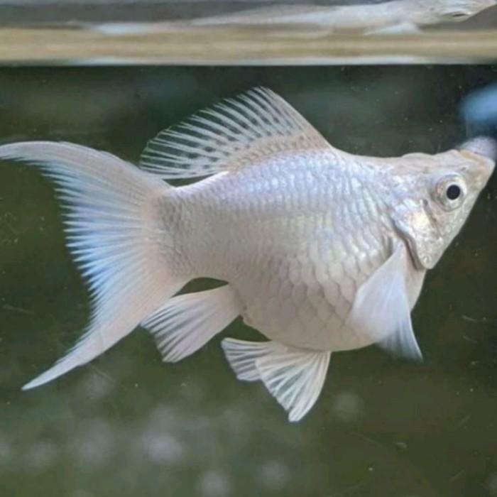 Gambar molly platinum balon cawang moli moly - balon cawang dari localpride27 undefined Tokopedia