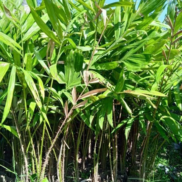 Gambar bibit tanaman buah salak gula pasir madu SB14 fres MANTAB dari Gyeeef undefined Tokopedia