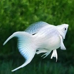 Gambar SEPASANG Molly platinum balon cawang MOLI - Sepasang, Panjang dari samkeatif undefined Tokopedia