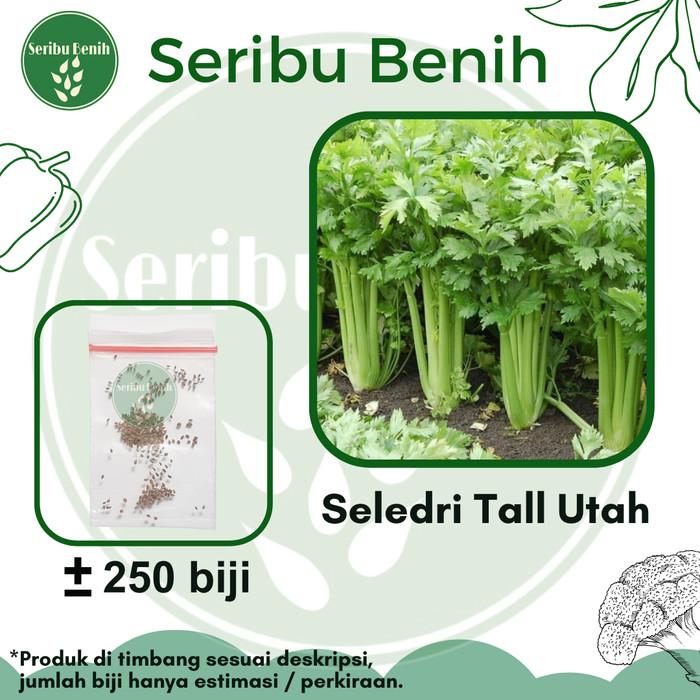 Gambar 250 Benih Seledri Batang Besar Tall Utah - Bibit Tanaman Sayuran Daun Sop Celery Stick Premium Super Unggul dari Sri wahyuni ss undefined Tokopedia