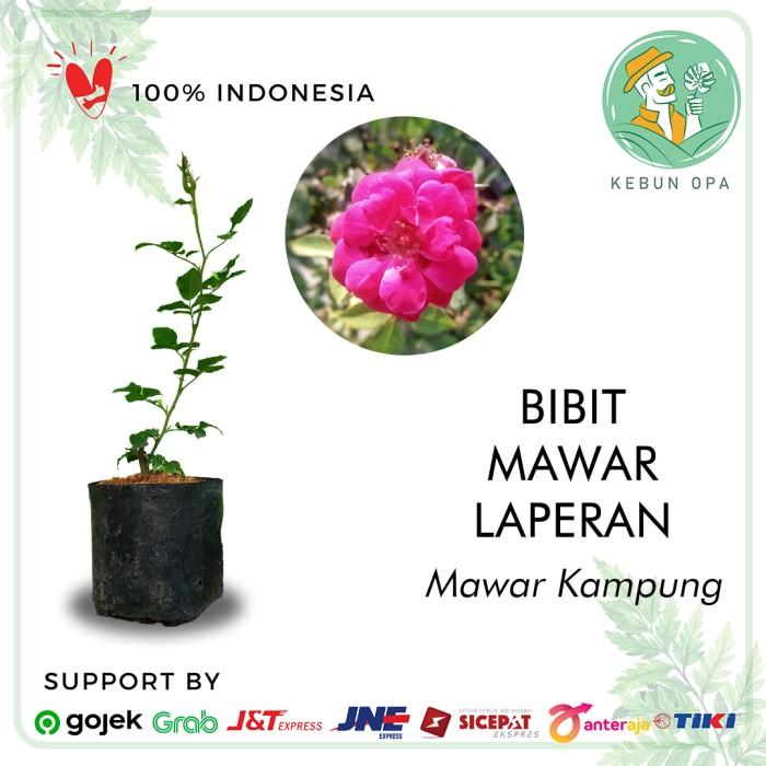 Gambar Bibit Bunga Mawar Kampung Mawar Laperan dari anggi sell11 undefined Tokopedia