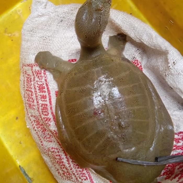 Gambar Pio/Bulus Hidup 1 Kg Fresh - 1 Kilo 1 Pcs dari SEMUDAASHP768 undefined Tokopedia