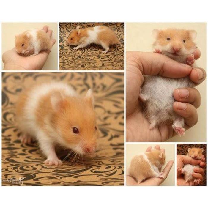 Gambar Hamster Syrian Gembul Gemuk Jinak Tidak Gigit Friendly Lucu Imut MURAH dari kokon926 undefined Tokopedia