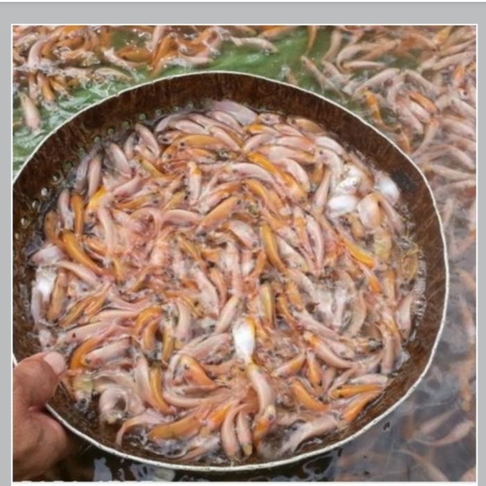 Gambar Bibit ikan Nila merah literan (khusus / instan) dari khairaa store undefined Tokopedia