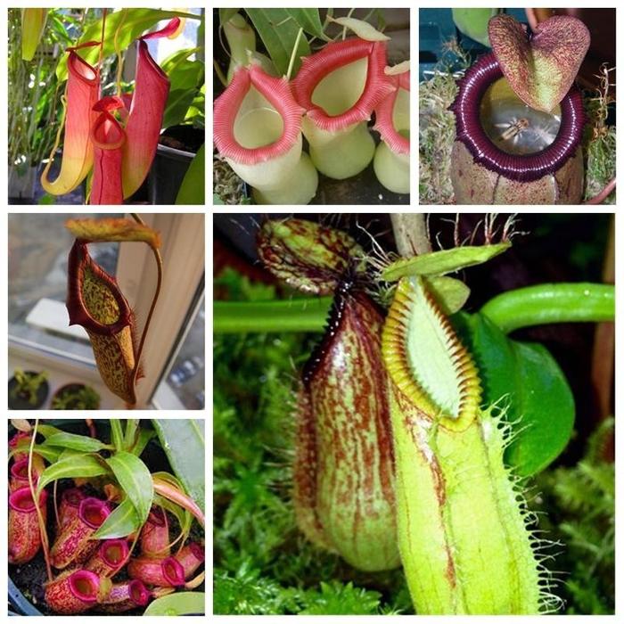 Gambar Bibit Benih Kantong Semar Nepenthes Mix - 5 Butir dari NURBANI SHOP TOKOPEDIA undefined Tokopedia