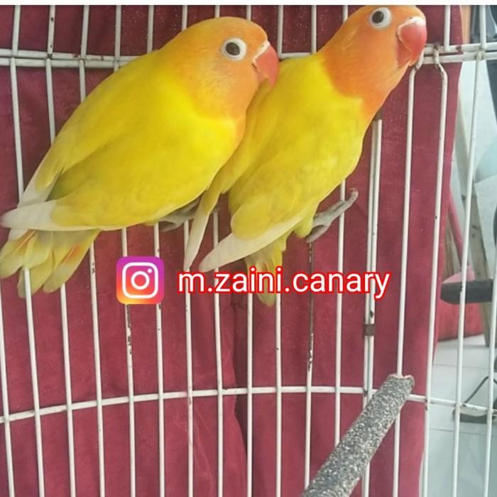 Jual Sale lovebird paskun murahTerlaris Jakarta Barat