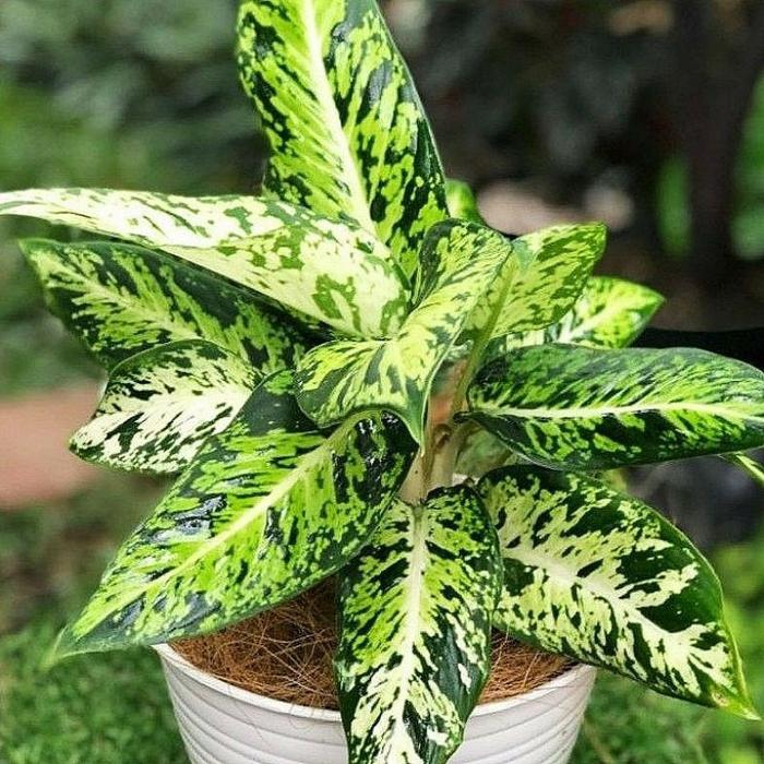 Gambar kebon arie ( BISA COD ) Tanaman Hias Jenis Aglonema / Bunga Hias Aglonema Murah Tanaman Hidup Aglaonema Bibit Tanaman Bunga Aglonema - Sparkle dari Kebon Arie undefined Tokopedia