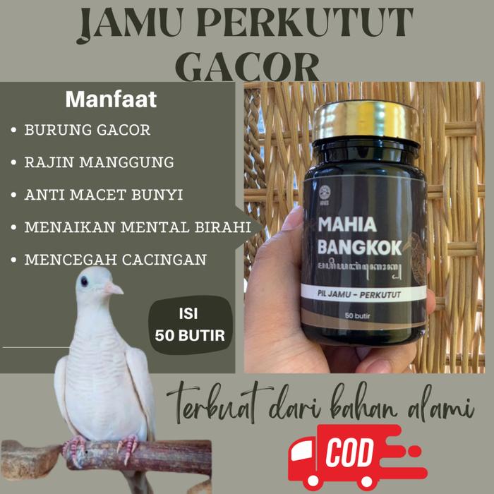 Gambar Best Seller MAHIA BANGKOK Jamu Perkutut Burung Perkutut Gacor Anti Macet Bunyi Bangkok - Katuranggan - Jogo boyo - Irama 50butir dari arumsafitri shop undefined Tokopedia