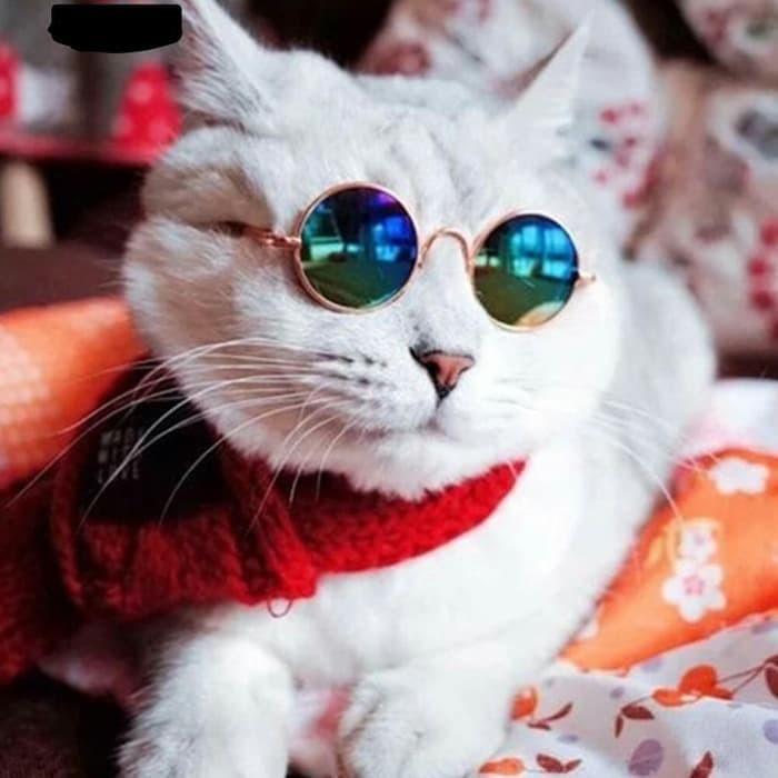 Gambar Kacamata Anjing Besar Sunglasses Pet Kaca Mata Anjing - Segitiga dari Melodipetshop undefined Tokopedia