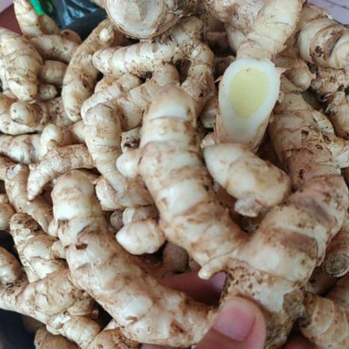 Gambar Kunyit Putih Segar 1kg Asli Murni Original dari Tanaman Hias dan Herbal_NEW undefined Tokopedia