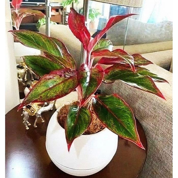 Gambar ( BISA COD ) Tanaman Jenis Aglonema Tanaman Hias Aglaonema / Bunga Hias Aglonema Murah Tanaman Hidup Aglaonema Bibit Tanaman Bunga Aglonema - Lipstik Siam Aurora dari Plant.garden undefined Tokopedia