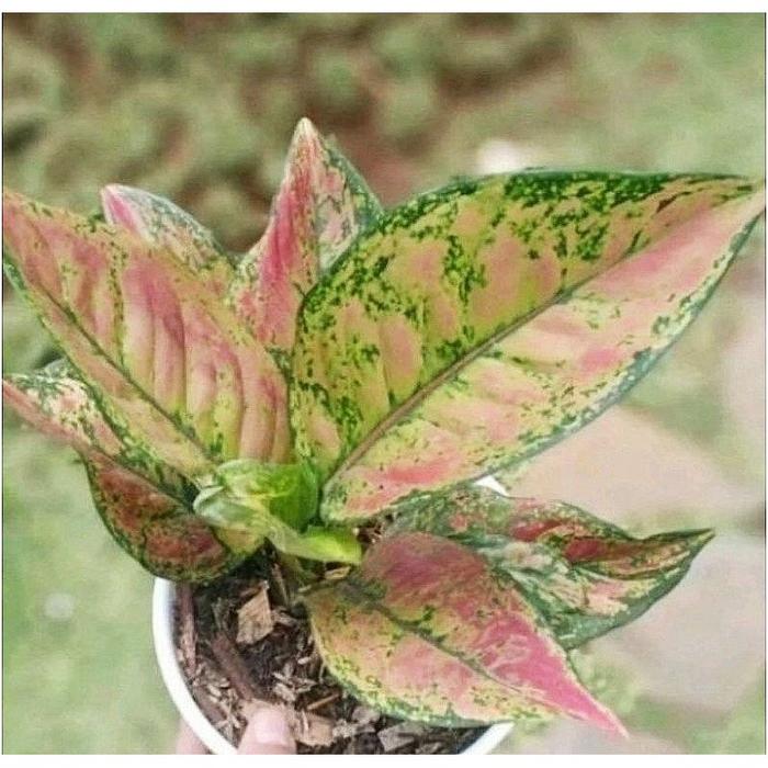 Gambar ( BISA COD ) Tanaman Hias Jenis Aglonema - Bunga Hias Aglonema Tanaman Hidup Aglaonema Hiasan Meja Bunga Aglonema Dekorasi Taman Bunga Aglonema - Engheng dari Bunga Hias Store_NEW undefined Tokopedia