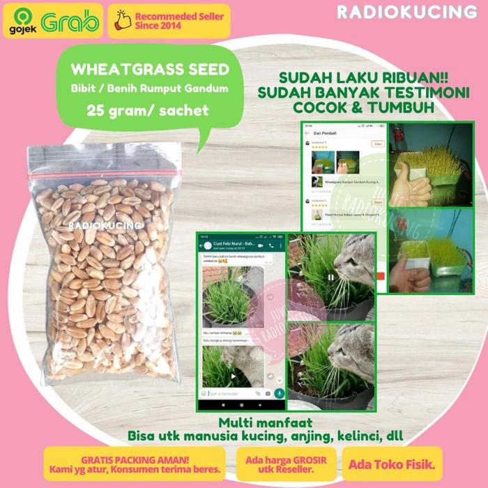 Gambar Wheatgrass Sachet 25 gr - Wheat Grass Rumput Gandum Kucing Anjing Bibit Benih Biji [ JUWIES RADIO KUCING ] dari RADIO KUCING undefined Tokopedia