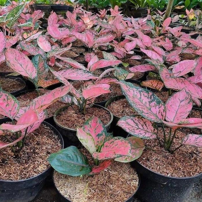 Gambar ( BISA COD ) PROMO Tanaman Hias Aglonema / Bunga Aglonema Varian Jenis Bunga Hias Aglaonema Murah / Tanaman Indoor Aglonema Hiasan Meja Aglonema - Lady Valentine dari Bunga Hias Store_NEW undefined Tokopedia