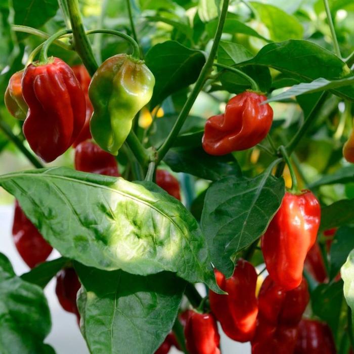 Gambar Benih 5 Cabe Habanero Merah Super Pedas Unggul Benih Sayuran Cabai Red Habanero Gendot Dieng - CH HABANERO MERAH dari BERKEBUN DIRUMAH_NEW undefined Tokopedia