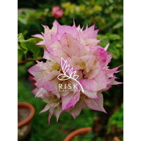 Gambar Bougenville Hawai Putih Daun Hijau dari Riska Plant Store1 undefined Tokopedia