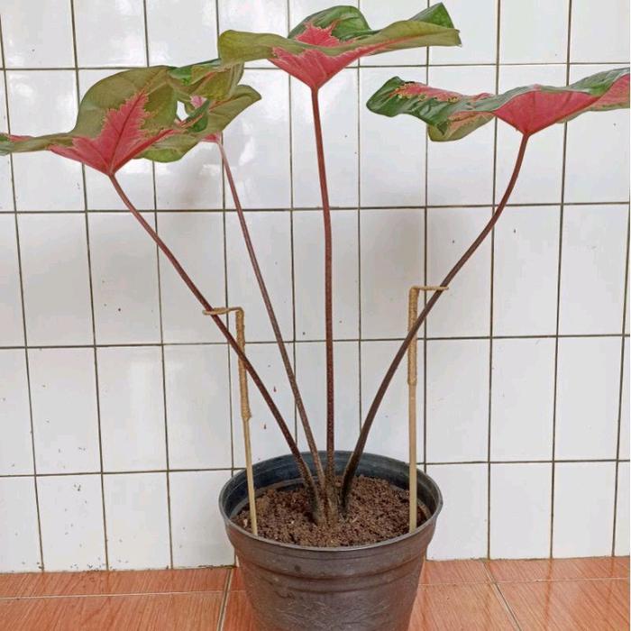 Gambar Turus Penyangga Tanaman Hias Keladi Alocasia Ajir Tanaman - Turus Keladi 1 Tangkai, Tinggi : 30cm dari Pikri Store92 undefined Tokopedia