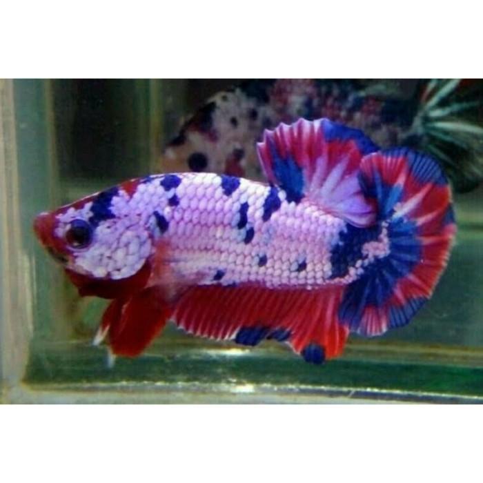 Gambar Ikan hias cupang betta plakat fancy dari SAM IKAN HIAS undefined Tokopedia