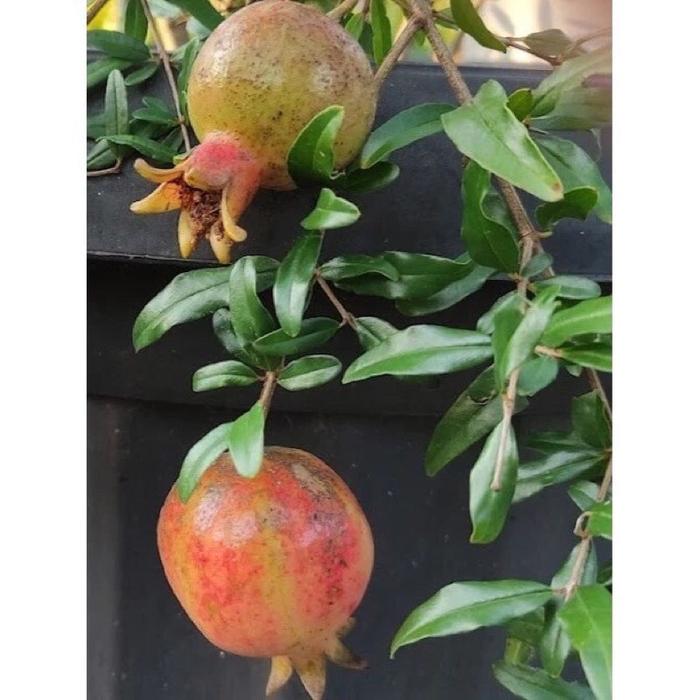 Gambar Bibit Tanaman Delima Mini Merah Unggul - Delima Merah Mini Cepat Berbuah - Tabulampot Delima - Kebun Rumah Buah Merah dari Tukang Kebunmu undefined Tokopedia