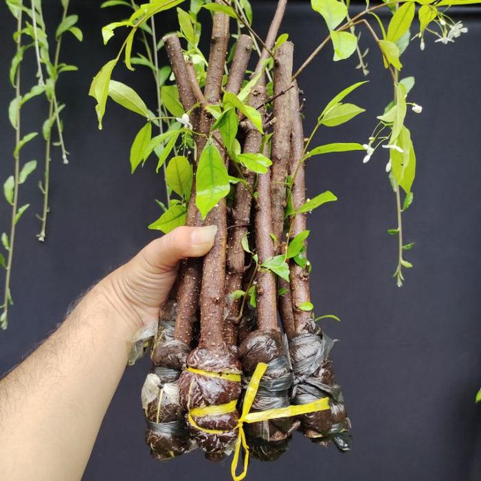 Gambar Viral bonsai anting putri paket 13 batang lebih murah akar lebat cocok untuk budidaya bonsai ()  Berkualitas dari Hijau Mart Pedia undefined Tokopedia