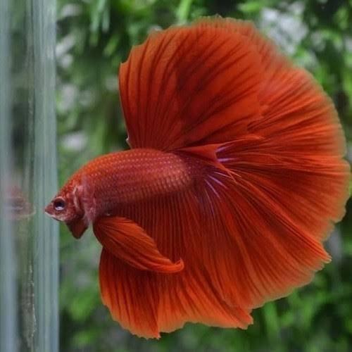 Gambar ikan Cupang halfmoon super red HMSR rosetail ekor lebar - betina hias - betina dari reyhanfishshop undefined Tokopedia