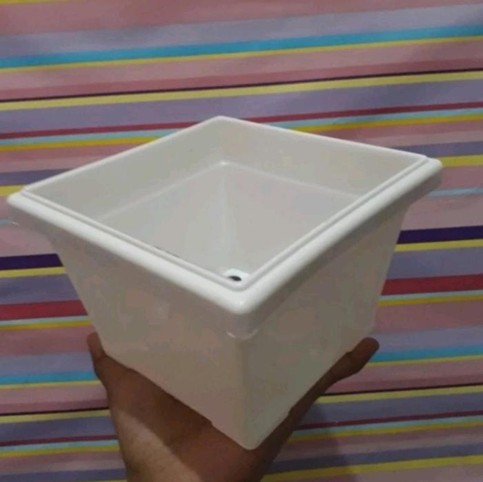 Gambar pot kotak no 20, pot kotak 14 cm, pot adenium, bonsai, kal Hitam Merah - Putih dari DS TopSeller undefined Tokopedia