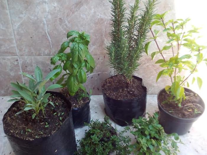 Jual Tanaman Sage Rosemary Sweet Basil Thai Basil Thyme Oregano Kota Batu Tanaman Herbs Tokopedia