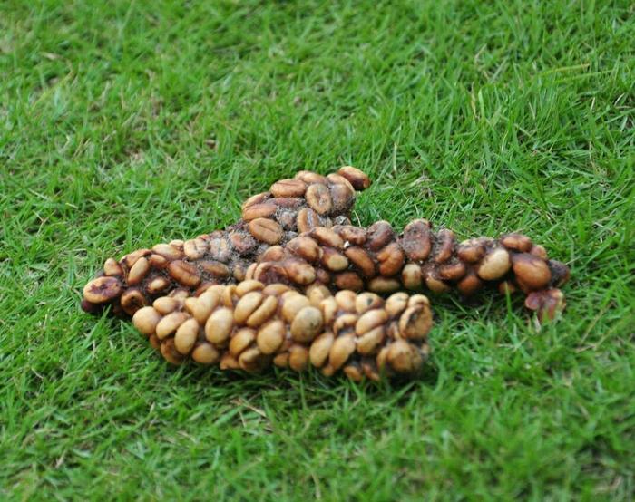 kotoran luwak dalam wadah plastik