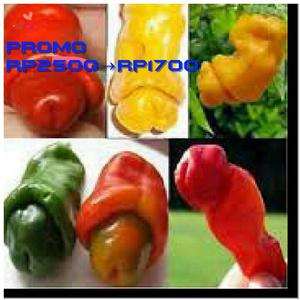 Jual Benih / Biji/ Bibit Buah Sayur Peter Pepper / Cabe Porno ...