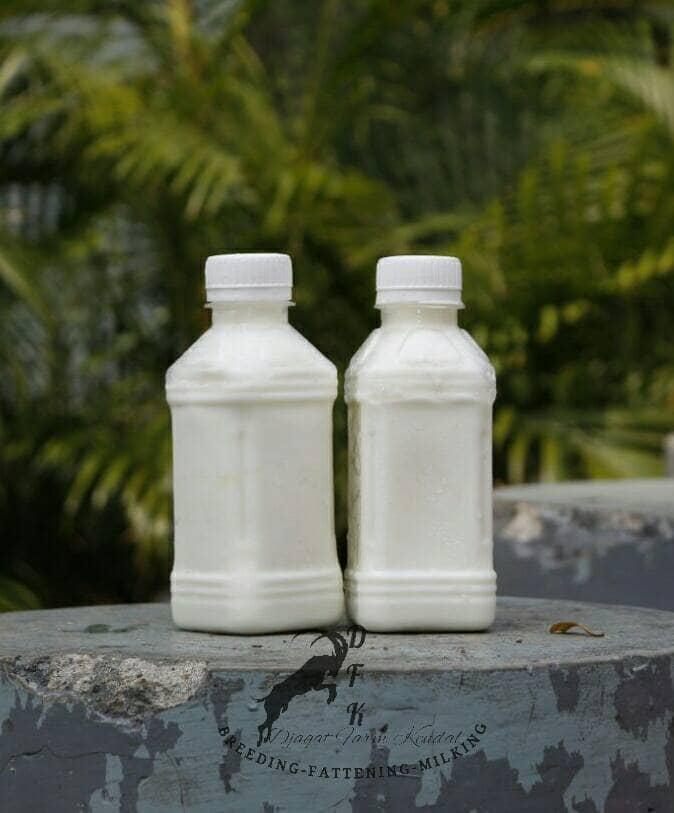 Gambar Susu Kambing Murni baru perah dari susu kambing dfk undefined Tokopedia
