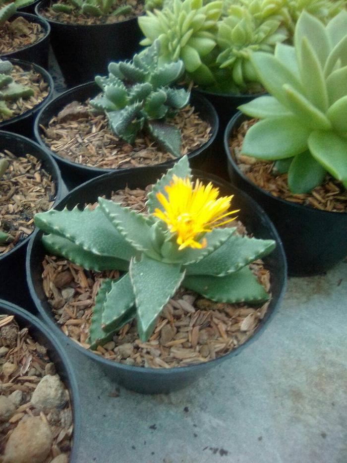 Jual Kaktus Ownroot Kaktus Berbunga Kaktus Unik Kota Bekasi Rumah Kaktus Tokopedia