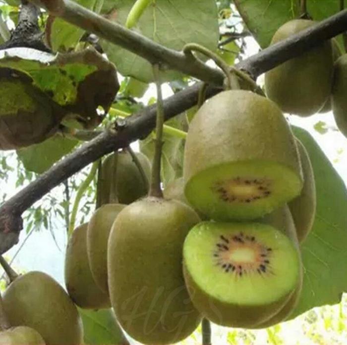 Gambar Bibit Tanaman Buah Kiwi Green New Zealand dari Greengarden undefined Tokopedia