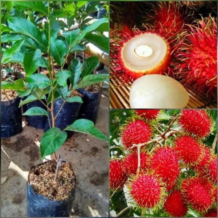 Mirip Rambutan Ramanas Buah Asli Muba Yang Miliki Ciri Khas Kanal Sumatera