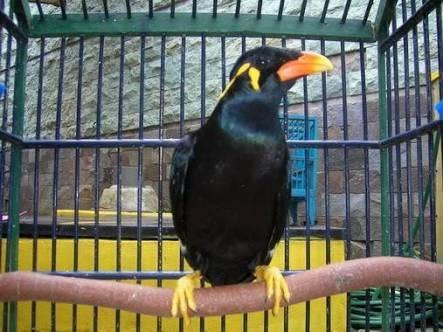 Jual Burung Beo Bisa Ngomong Jakarta Barat Pusat Jual Beli Genset Tokopedia