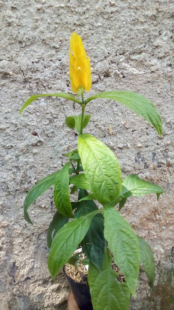 Gambar tanaman hias golden lolipop, pohon lolipop, lolipop bunga lilin kuning dari Aura Floris undefined Tokopedia