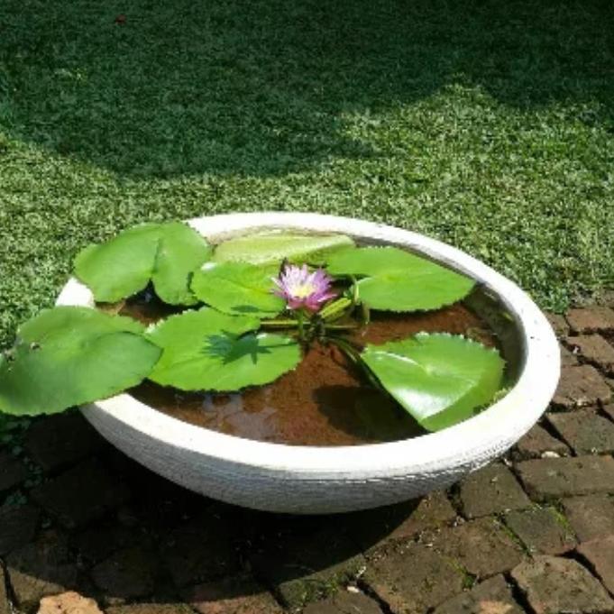 Jual Pot Ceper Terrazo Dengan Bunga Teratai Kota Tangerang Selatan Tokokl Tokopedia