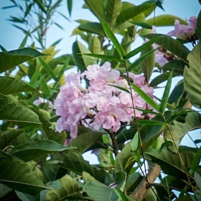 Jual Bibit Pohon Bunga Tabebuya Sakura Merah Muda Jakarta Timur Toko Tani Tokopedia