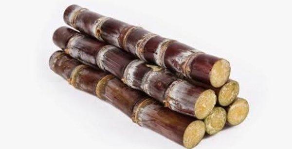 Gambar Spesial order Tebu Merah Segar 1 Kg JTR dari Kebun Herbal Organik undefined Tokopedia