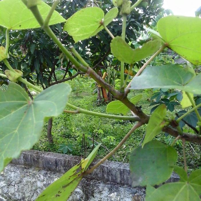 Jual Ready 15 Bibit Batang Stek Pohon Waru Gunung Termurah Kota Surakarta Tukang Bibit Tanaman Tokopedia