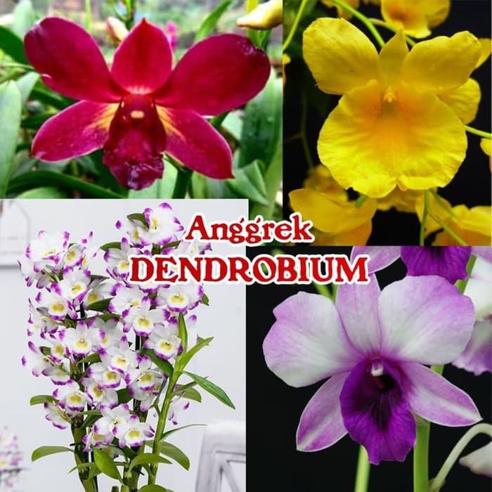 Gambar Bibit Bunga Anggrek Dendrobium dari RT 24 undefined Tokopedia