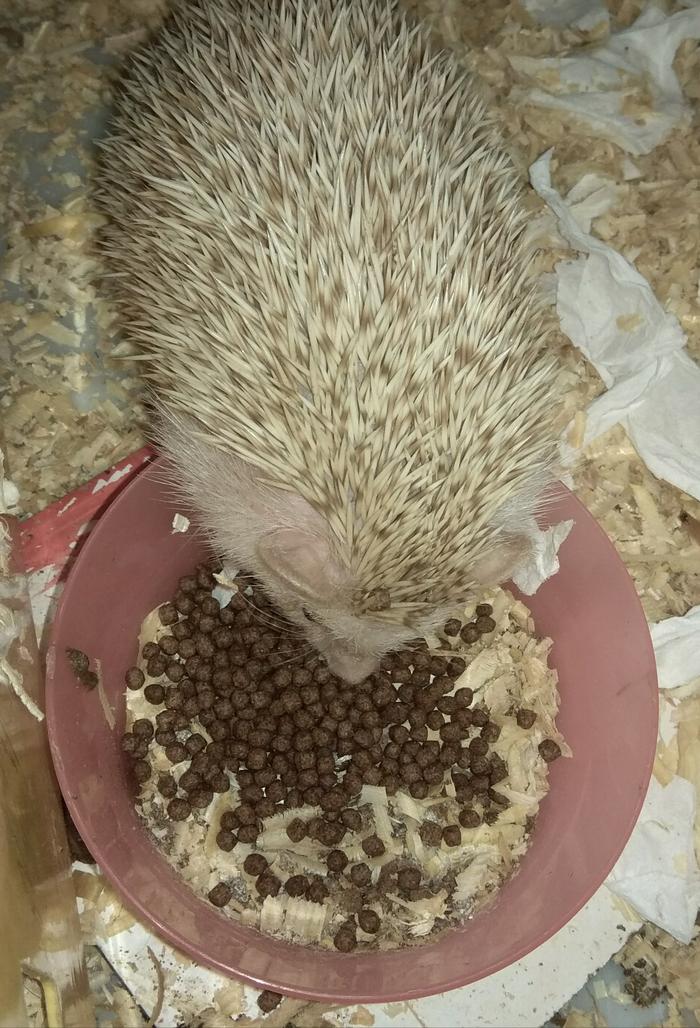 Gambar makanan landak mini 1kg dari rzd91 store undefined Tokopedia