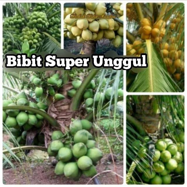 Gambar Paket 5 Batang Bibit Kelapa Entog, Gading Putih, Gading, Hibrida, Nias dari Bibit Super Unggul undefined Tokopedia