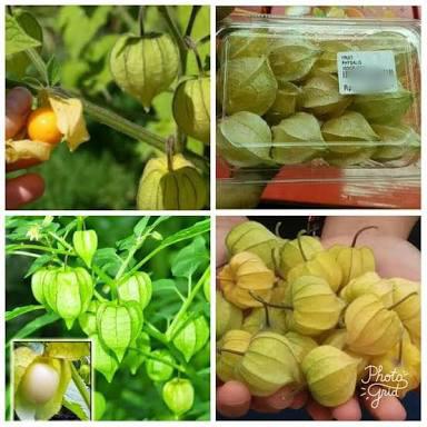 Jual Buah Ciplukan Golden Berry Kab Banyumas Koleksi Uang Kuno1 Tokopedia
