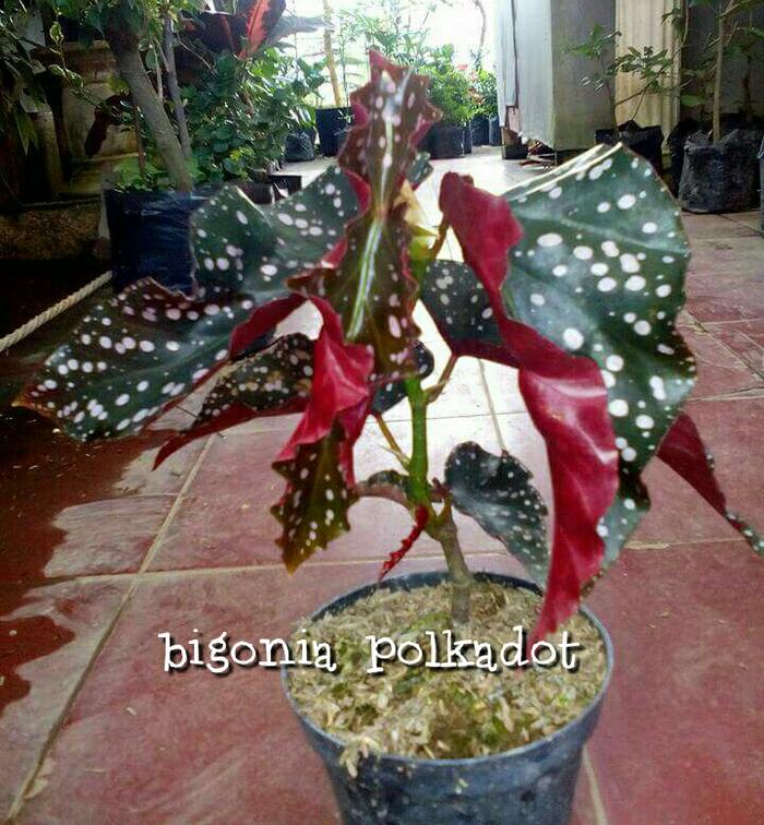 Gambar Tanaman Bigonia Polkadot dari kebunkitabatu2 undefined Tokopedia