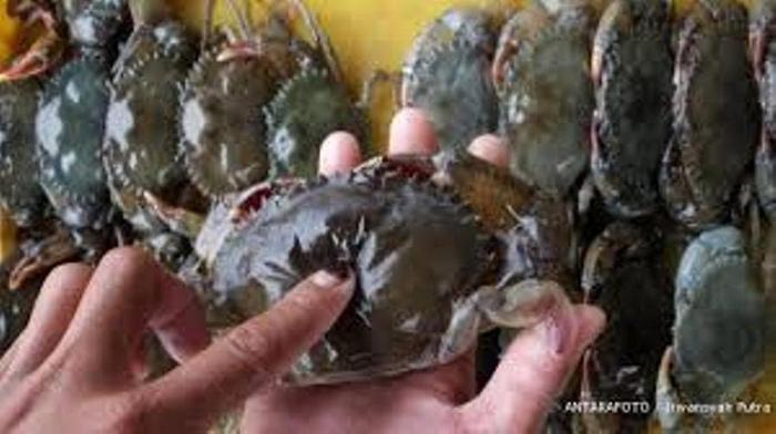 Gambar Kepiting Soka dari agromaritim undefined Tokopedia