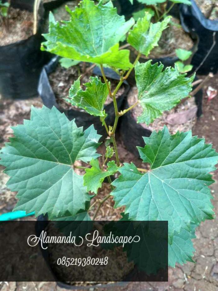Jual Tanaman Buah Anggur Tanaman Anggur Merambat Pohon Anggur Kab Bogor Alamanda Landscape Tokopedia