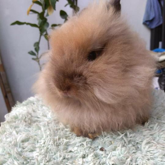 Gambar Kelinci Lion Head Pure Breed dari Savana Rabbits undefined Tokopedia