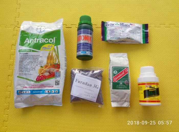 Jual Perawatan Tanaman Hias Aglaonema Anthurium Anggrek Kota Cirebon Aglaonema Cirebon Tokopedia