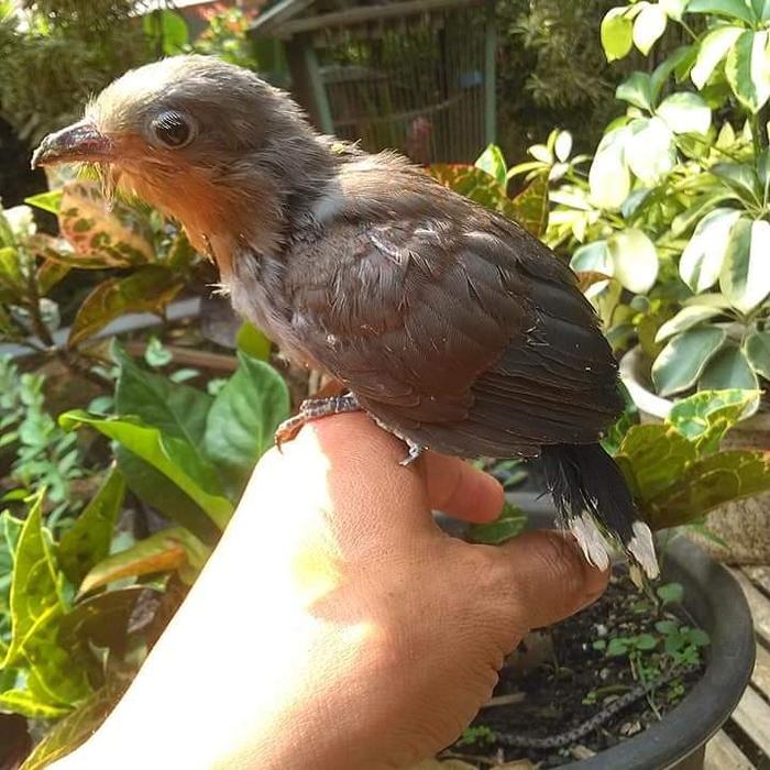 Jual Lolohan Kadalan Kembang Kota Bogor Bandar Burung Lolohan Tokopedia