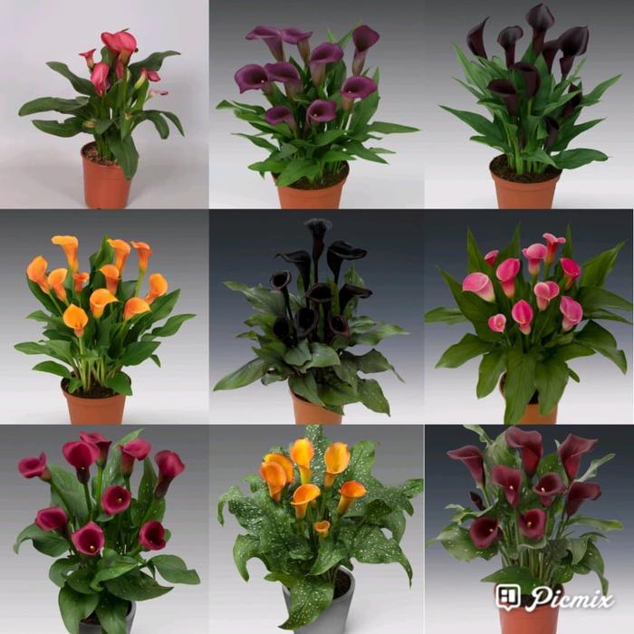 Gambar umbi callalily ungu dari tulip dieng undefined Tokopedia